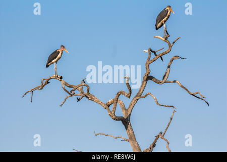 Geier auf trockenen Baum im Kruger Nationalpark, Afrika Stockfoto