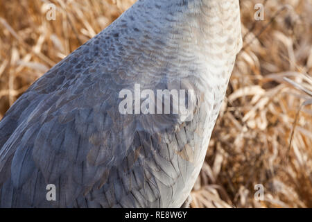 Abstraktes Bild der Sandhill Crane Gefieder im Winter Farben Stockfoto