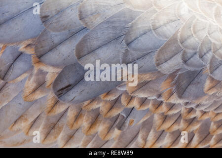 Abstraktes Bild der Sandhill Crane Gefieder im Winter Farben Stockfoto