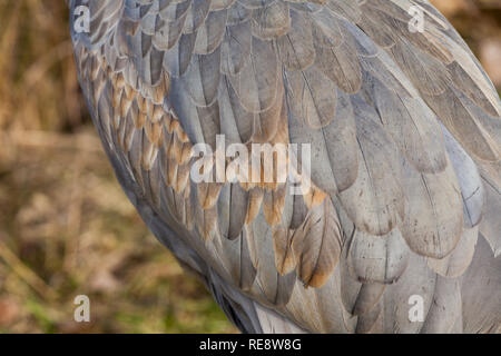 Abstraktes Bild der Sandhill Crane Gefieder im Winter Farben Stockfoto