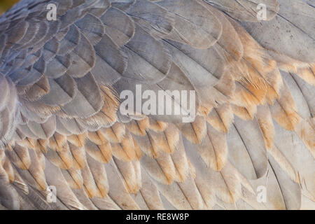 Abstraktes Bild der Sandhill Crane Gefieder im Winter Farben Stockfoto