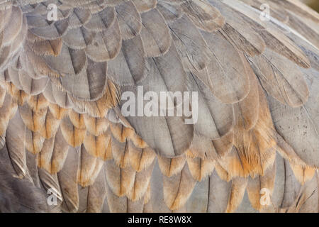 Abstraktes Bild der Sandhill Crane Gefieder im Winter Farben Stockfoto