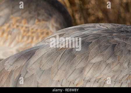 Abstraktes Bild der Sandhill Crane Gefieder im Winter Farben Stockfoto