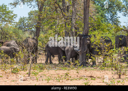 Elefant Gruppe unter Bäumen im Krüger Park Stockfoto