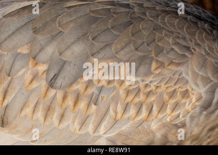 Abstraktes Bild der Sandhill Crane Gefieder im Winter Farben Stockfoto