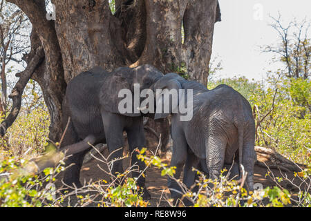 Elefant Gruppe unter Bäumen im Krüger Park Stockfoto