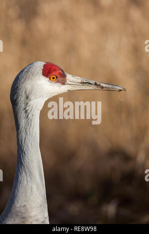 Kopf und Hals Details einer Sandhill Crane im Winter Farben Stockfoto