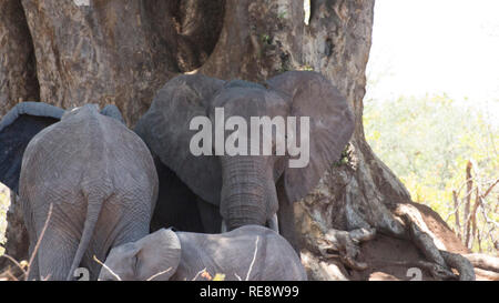 Elefant Gruppe unter Bäumen im Krüger Park Stockfoto