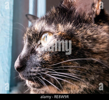 Eine schöne schildpatt Katze sitzt auf einer Stange wehmütig Blick aus einem Fenster Stockfoto