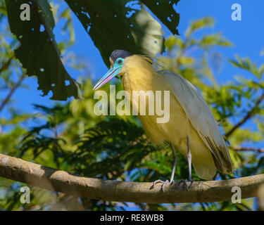 Heron (Pilherodius pileatus begrenzt) auf einem Baum gehockt Stockfoto