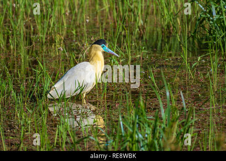 Heron (Pilherodius pileatus begrenzt) auf der Suche nach Nahrung in einem Sumpf. Stockfoto