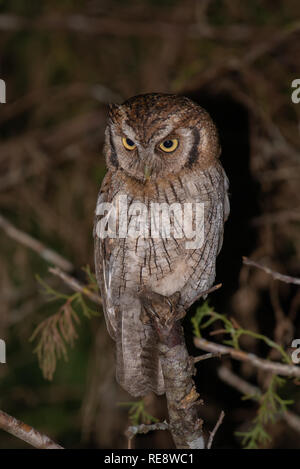 Tropische Screech-Owl (Megascops choliba) auf einem Zweig in den Atlantischen Regenwald Brasiliens thront. Stockfoto