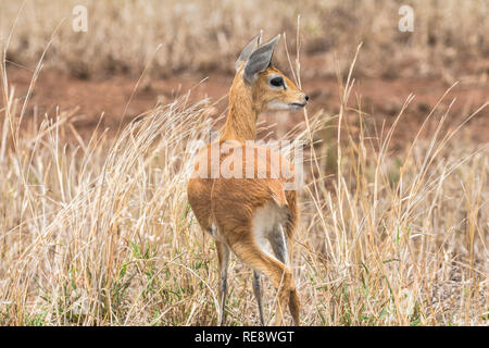 Steenbock in trockenem Gras der Krüger Nationalpark Südafrika Stockfoto