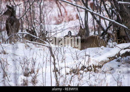 Etwa 20 Rehe zusammengekauert in einer Mulde, die versuchen, warm aus dem eiskalten Wetter an diesem Tag im Carburn Park, Calgary, Alberta zu halten. Stockfoto