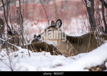 Etwa 20 Rehe zusammengekauert in einer Mulde, die versuchen, warm aus dem eiskalten Wetter an diesem Tag im Carburn Park, Calgary, Alberta zu halten. Stockfoto