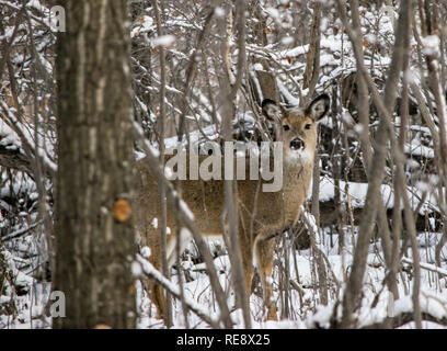 Etwa 20 Rehe zusammengekauert in einer Mulde, die versuchen, warm aus dem eiskalten Wetter an diesem Tag im Carburn Park, Calgary, Alberta zu halten. Stockfoto