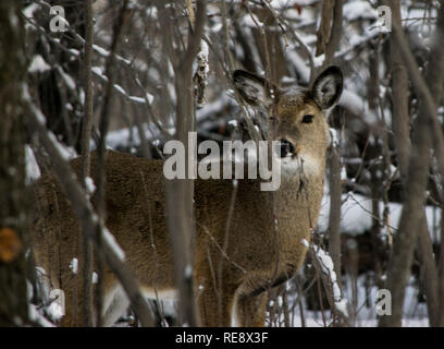 Etwa 20 Rehe zusammengekauert in einer Mulde, die versuchen, warm aus dem eiskalten Wetter an diesem Tag im Carburn Park, Calgary, Alberta zu halten. Stockfoto