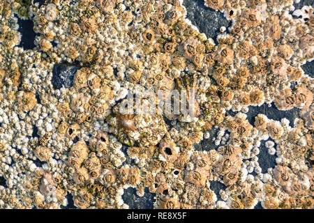 Kleine Muscheln und Stücke von Muscheln und Korallen bilden den Strand Stockfoto