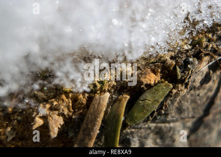 Makro Bilder von Schnee- und Eiskristalle auf pine Niederlassungen auf einer extrem kalten Winter Januar Tag in Calgary, Alberta, Kanada. Stockfoto