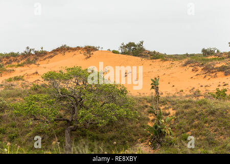 Rote Sanddünen in St. Lucia Wetlands Park in Südafrika Stockfoto