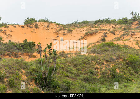 Rote Sanddünen in St. Lucia Wetlands Park in Südafrika Stockfoto