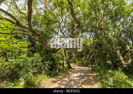 St. Lucia Wetlands Park Landschaft, Südafrika Stockfoto
