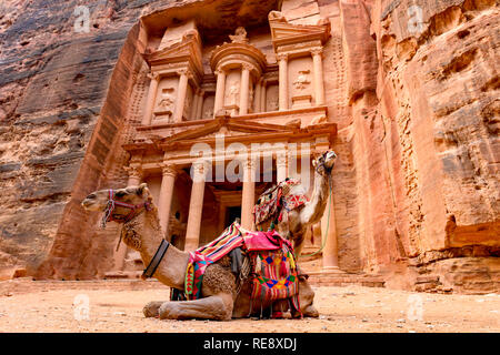 Spektakuläre Aussicht auf zwei schöne Kamele vor Al Khazneh (das Finanzministerium) an Petra. Stockfoto