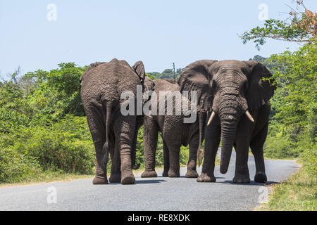 Große Elefanten zu Fuß auf der Straße in St. Lucia Wetlands Park Stockfoto