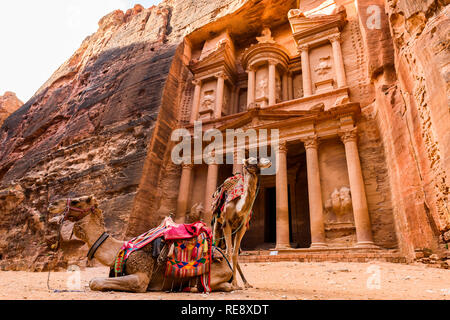 Spektakuläre Aussicht auf zwei schöne Kamele vor Al Khazneh (das Finanzministerium) an Petra. Stockfoto