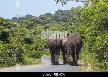 Große Elefanten zu Fuß auf der Straße in St. Lucia Wetlands Park Stockfoto