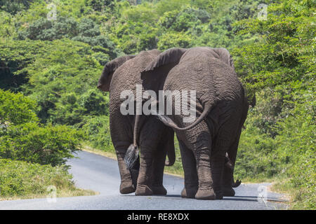 Große Elefanten zu Fuß auf der Straße in St. Lucia Wetlands Park Stockfoto