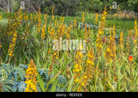 Schöne gelbe Blumen in Kirstenbosch Botanischen Garten von Kapstadt Stockfoto