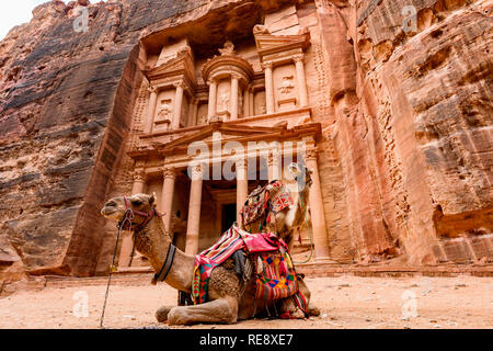 Spektakuläre Aussicht auf zwei schöne Kamele vor Al Khazneh (das Finanzministerium) an Petra. Stockfoto