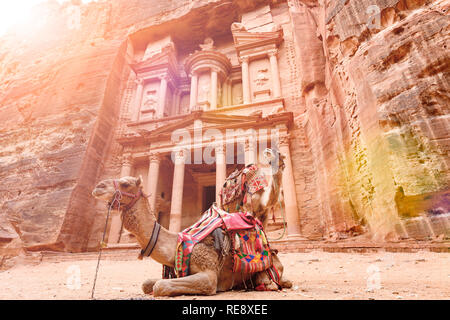 Spektakuläre Aussicht auf zwei schöne Kamele vor Al Khazneh (das Finanzministerium) an Petra. Stockfoto