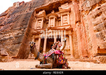 Spektakuläre Aussicht auf zwei schöne Kamele vor Al Khazneh (das Finanzministerium) an Petra. Stockfoto