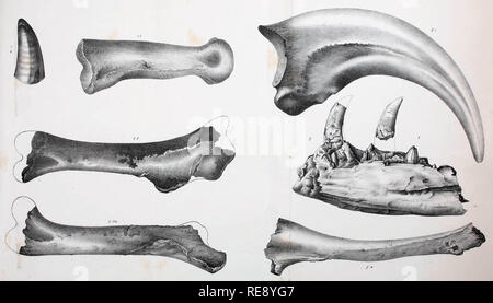 Die fossilen Überreste von Dryptosaurus/Laelaps. Stockfoto