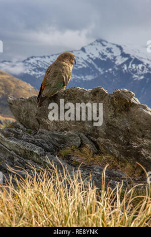 Frech Kea (Nestor notabilis) Überprüfung ein Wanderer Zelt in Neuseeland Stockfoto