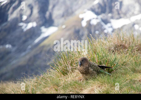 Kea in der Neuseeland Landschaft Stockfoto