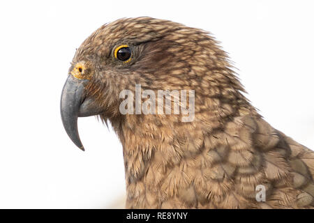 Porträt einer Kea, Neuseeland Stockfoto