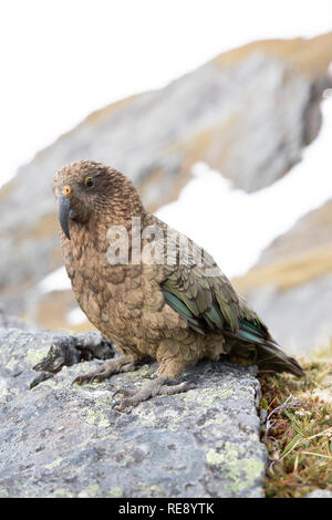 Porträt einer Kea, Südinsel, Neuseeland Stockfoto