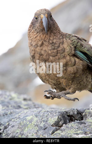 Porträt einer Kea, Südinsel, Neuseeland Stockfoto