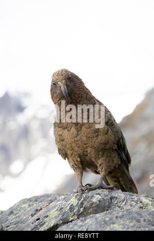 Porträt einer Kea, Südinsel, Neuseeland Stockfoto