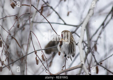 Common Redpoll - Acanthis flammea - Vogel saß in einer Birke im Winter. Stockfoto