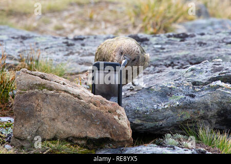 Kea spielen mit einem Wanderer iPhone, Neuseeland Stockfoto