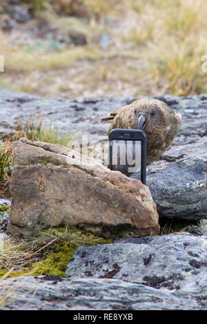 Kea spielen mit einem Wanderer iPhone, Neuseeland Stockfoto