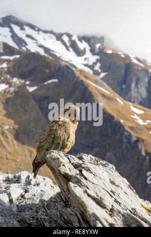 Kea spielen mit einem Wanderer iPhone, Neuseeland Stockfoto