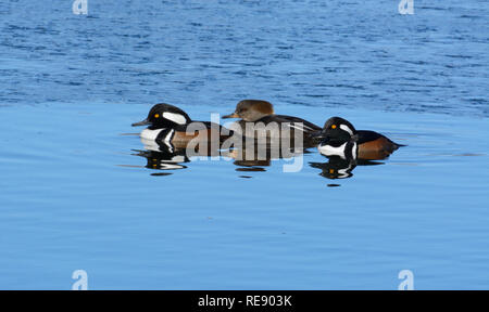 Drei hooded merganser Enten Erpel und Henne Schwimmen im offenen Wasser auf teilweise gefroren Winter Lake Stockfoto