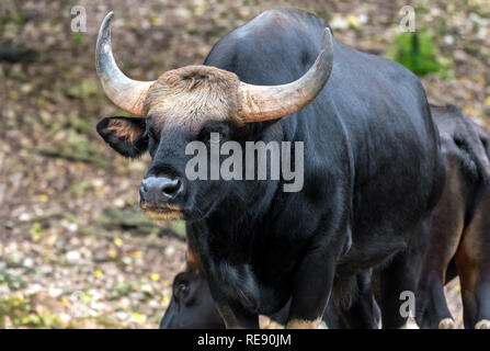 Wild Gaur. Gaur ist ein Rind in Südasien und Südostasien. Stockfoto