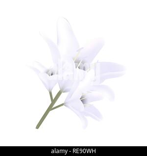 Strauß weißer Lilien. Vektorabbildung. Wunderschöne Blumen. Stock Vektor