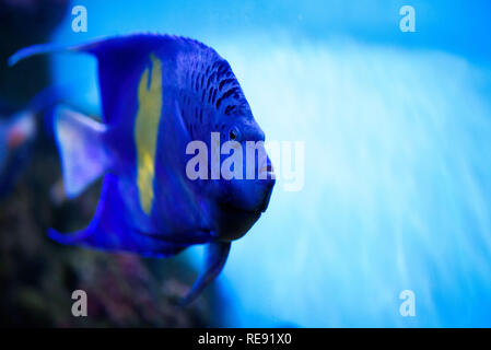 Farbenfrohe Korallenriff mit Fisch und Stein. Stockfoto